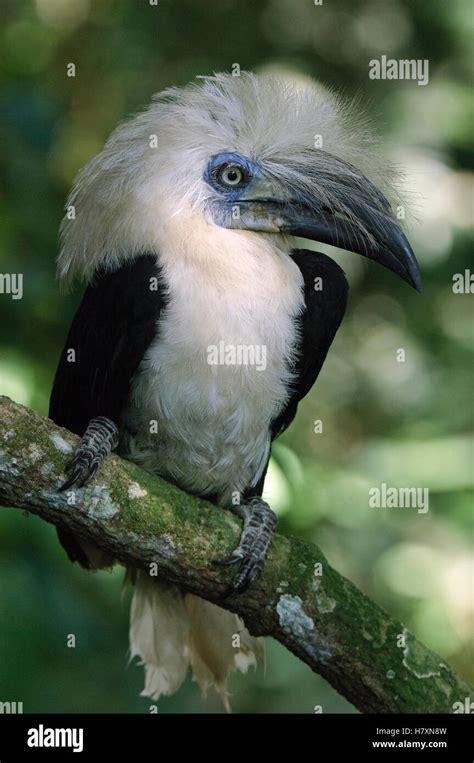 White Crowned Hornbill Berenicornis Comatus Male Gunung Mulu