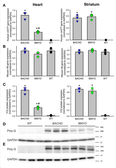 Genetic Targeting Of Human Mhtt Elicits A Selective Reduction Of Its