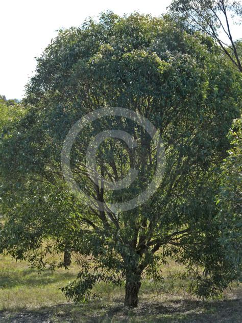 Eucalyptus Paniculata Grey Ironbark Information And Photos