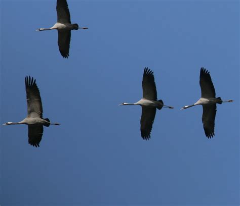 Autunois Des Grues Cendr Es Et Des Milans Royaux Observ S Dans Le Ciel