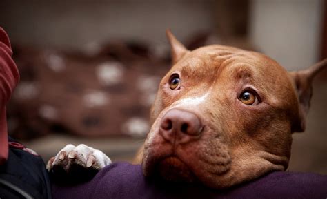 Curiosidades Sobres Los Pitbull Descubre Su Verdadera Historia