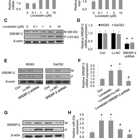 Lovastatin Upregulates Mir 33a Expression By Activating Srebp 2 A B