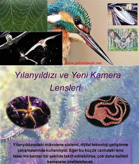 Biyotaklit Biyomimetrik Biomimicry Tasar M