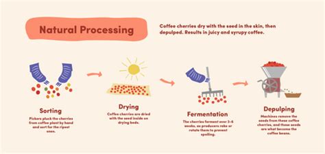 Coffee Processing Methods | Discover How Coffee Gets Made – Bean & Bean Coffee Roasters