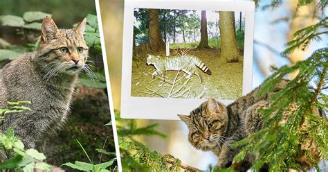 Immer mehr Nachweise Spuren und Fotos Wildkatze kehrt zurück