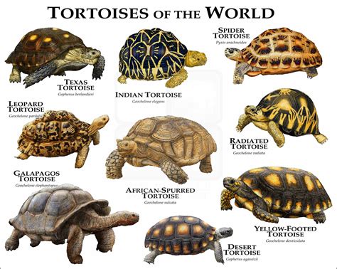 Tortoises Of North And South America Poster Print Inkart