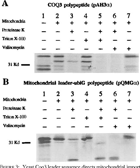 Ubiquinone Biosynthesis Pathway Semantic Scholar