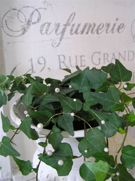 English Ivy With Pearls Plant Leaves Air Purifying Plants Plants