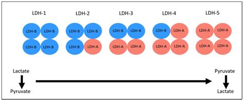 Immuno Free Full Text Ldh Isotyping For Checkpoint Inhibitor