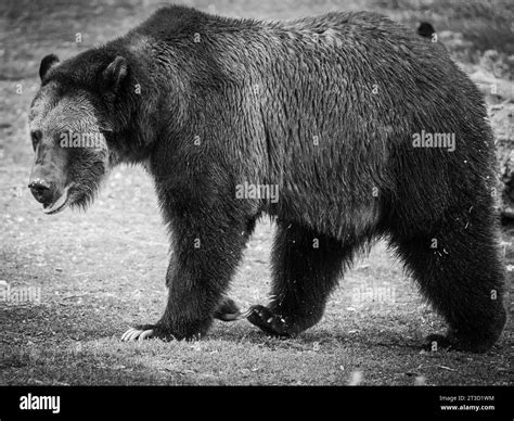 Grizzly Bears (Ursus arctos horribilis) live at a sanctuary in Montana