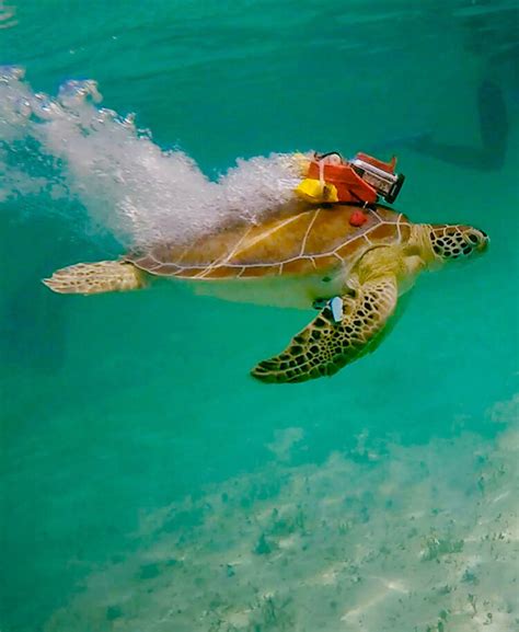 Turtle Cams And Seagrass Experiments In The Bahamas And Bonaire Marjolijn Christianen