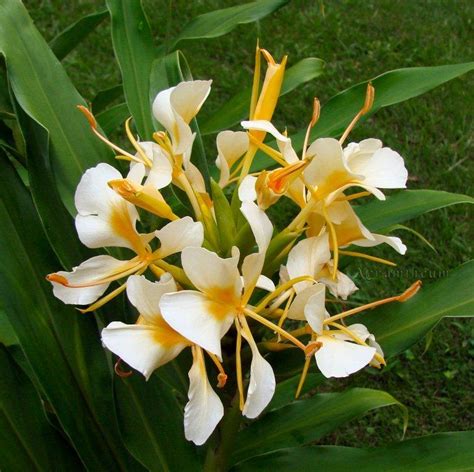 Photo Of The Bloom Of Ginger Lily Hedychium Daniel Weeks Posted By