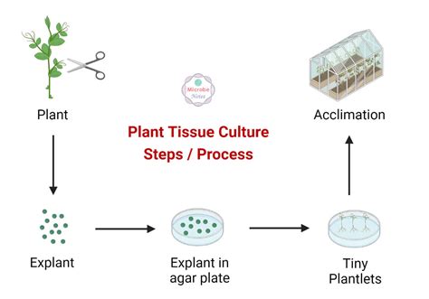 Plant Tissue Culture: Definition, Media, Steps, Types, Uses