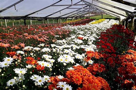 Descubra Vargem Alta A Terra Das Flores Em Nova Friburgo Descubra