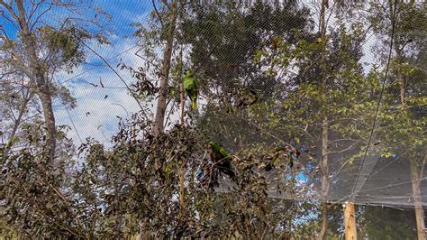 Dreams Eco Park Ganha Recinto De Imers O Das Aves Dreams Park Show