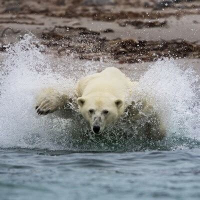 Baleine Sous Gravillon Bsg S E L Ours Et Ours Polaire