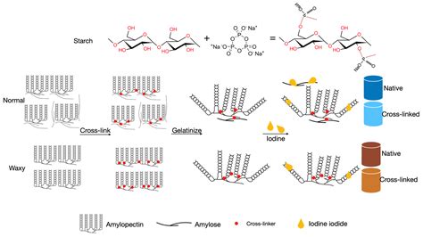 Polymers Free Full Text Effect Of Amylose And Crystallinity Pattern