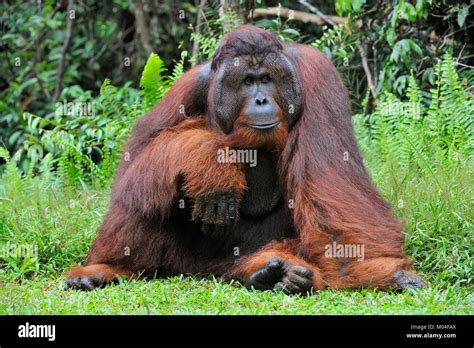 The Adult Male Of The Bornean Orangutan Pongo Pygmaeus Stock Photo Alamy