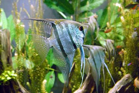 Pterophyllum Altum Peruensis XXL