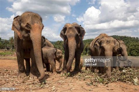 Pinnawala Elephant Orphanage Sri Lanka Photos and Premium High Res ...