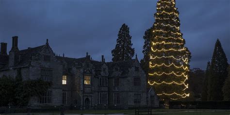 Tallest Living Christmas Tree Features 1 800 Energy Saving Bulbs