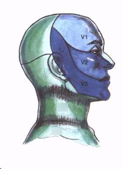 Cervical Plexus Dermatomes Diagram Quizlet