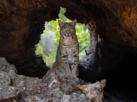 13 Grand Canyon Wildlife Captivating Species (+ Tips) - 2025 Updated