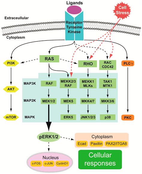 Ijms Free Full Text Mapkerk Signaling In Regulation Of Renal