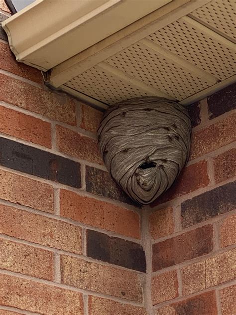 Wasp Nest Dyi Or Should We Call A Pest Control Company Rpestcontrol