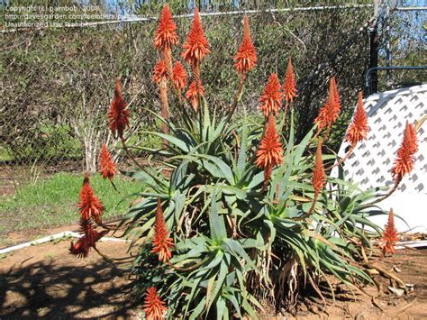 PlantFiles Pictures Aloe Species Torch Aloe Tree Aloe Mountain Bush