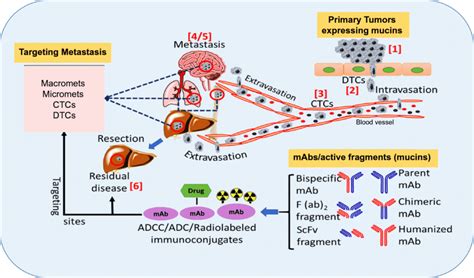 Stages for ADCC, ADC or radiolabeled anti-mucin antibody mediated ...