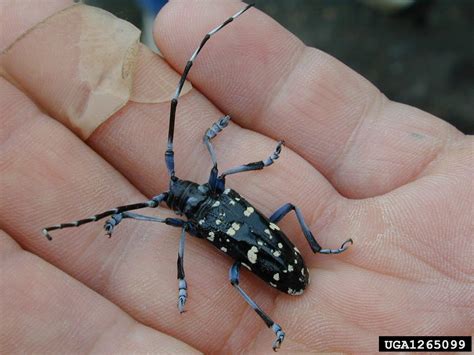 Asian Long Horned Beetle Slideshow Center For Invasive Species Research