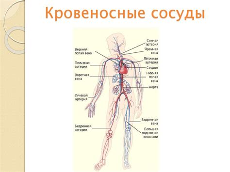 Удивительная жидкость - кровь - online presentation