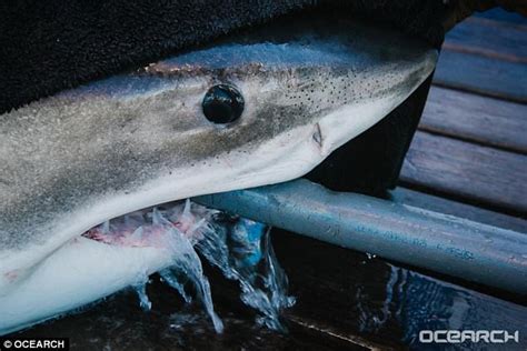 Great White Shark Named George Stalks Everglade Waters Daily Mail Online