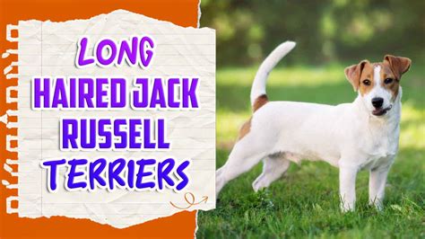 Long-Haired Jack Russell Terriers: Description & Facts