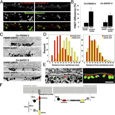 Frontiers Palmitoylation Of A Kinase Anchoring Protein 49 Off