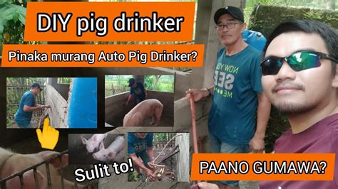 Diy Pig Drinker Paano Gumawa Ng Pig Drinker Agribusiness Vlog