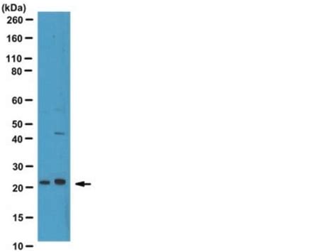 Anti Phospho Bad Ser134 Antibody From Rabbit Sigma Aldrich