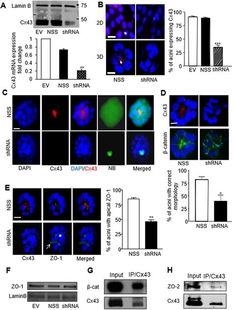 Downregulation Of Cx Expression Disrupts Gjic And Apical Polarity In