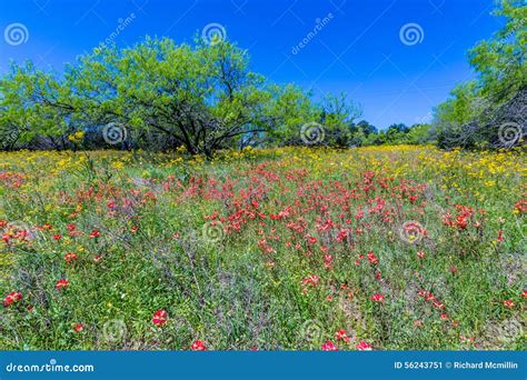 Texas Field Full Of Bright Wildflowers In Spring Stock Image Image Of