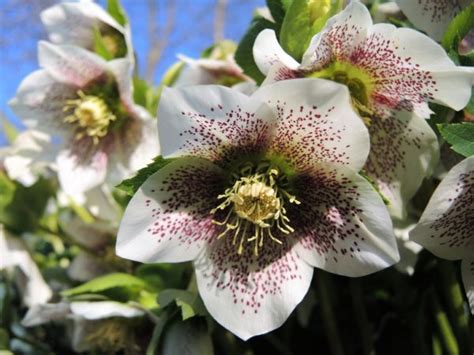 Helleborus Orientalis White Spotted Lady Aquabiom