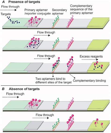 Schematic Illustration Of The Dual Aptamer Based Sandwich Apt Lfa A