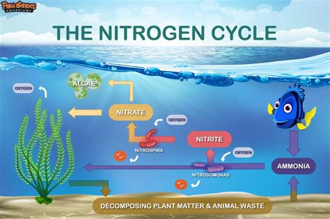 Nitrogen Cycle Aquarium