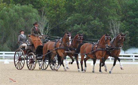 News Horses Four Horses Stagecoach