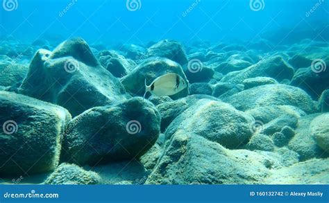 Common Two Banded Sea Bream Diplodus Vulgaris Stock Photo Image Of