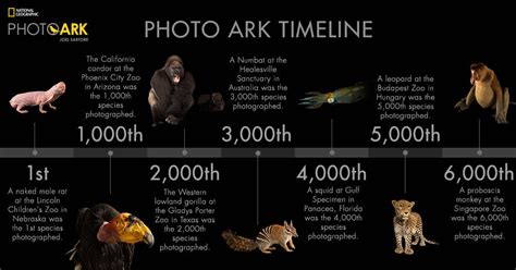 Human Evolution Chart National Geographic