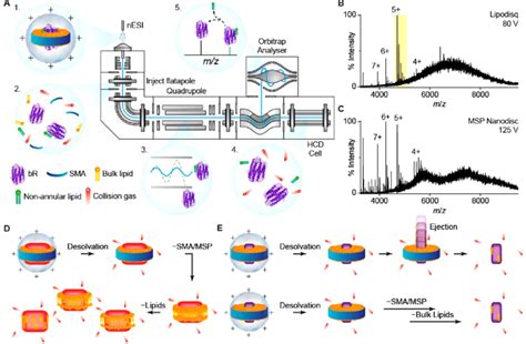 A Schematic Of A Tandem Ms Experiment Performed In A High Resolution