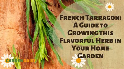 Delightful French Tarragon A Guide To Growing This Flavorful Herb In