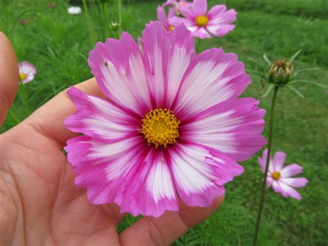 Picotee Cosmos SEEDS Le Potager Ornemental De Catherine