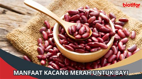 Manfaat Kacang Koro Untuk Kesehatan Biotifor
